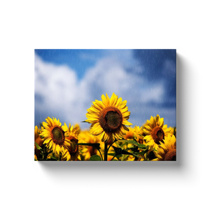 Raining On Sunflowers - Canvas Wraps