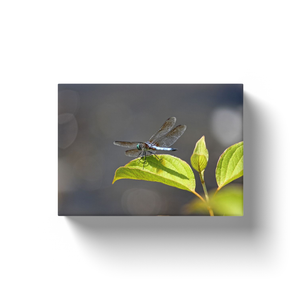 Rearview Dragonfly - Canvas Wraps