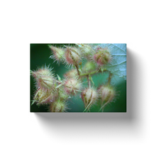 Load image into Gallery viewer, Native Plant - Canvas Wraps
