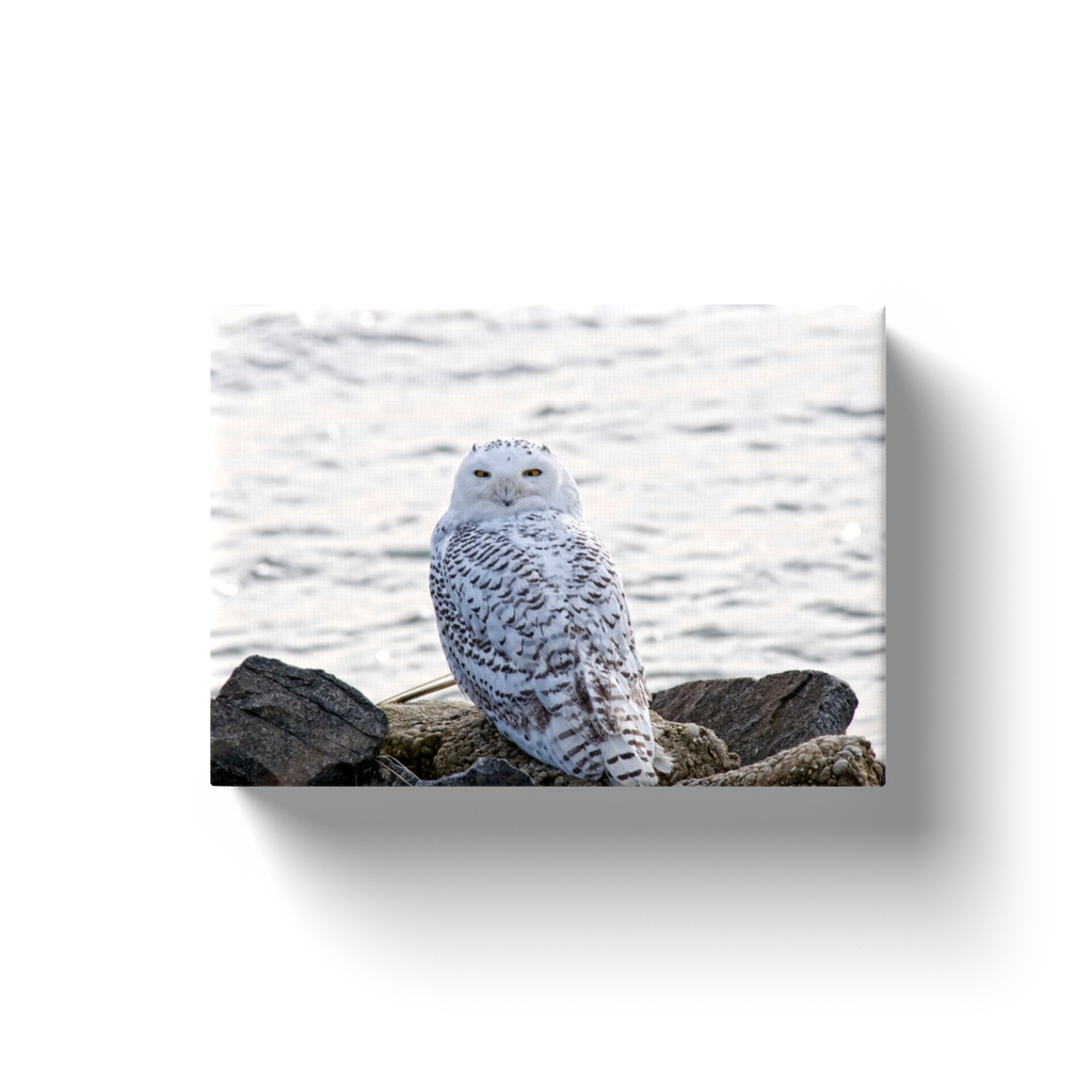 Snowy Owl On The Bay - Canvas Wraps