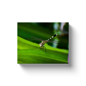 Striped Dragonfly - Canvas Wraps