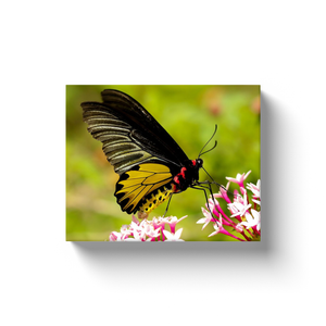 Black & Yellow Butterfly - Canvas Wraps